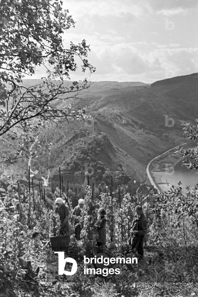 Winegrower at work in hnis vineyard near Beilstein, Germany 1930s (b/w photo)
