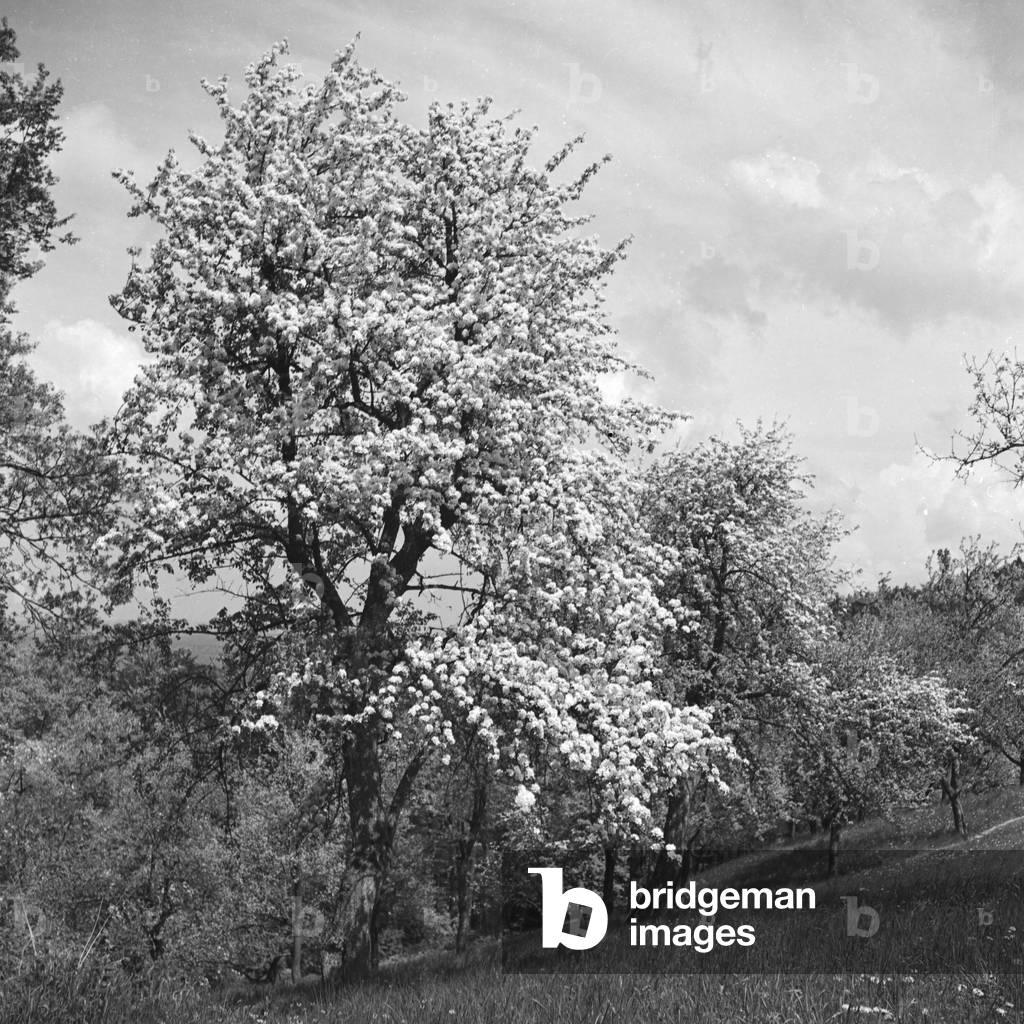 Trees blooming in spring time, Germany 1930s (b/w photo)