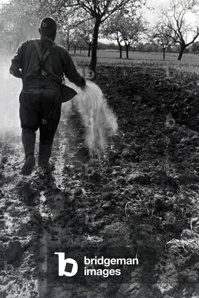 A rhenish farmer working, Germany 1930s (b/w photo)