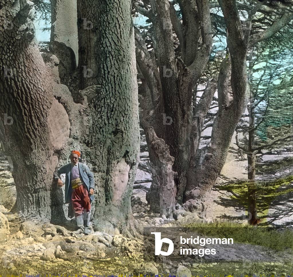 View to the oldest cedar trees of the Lebanon, 1920s