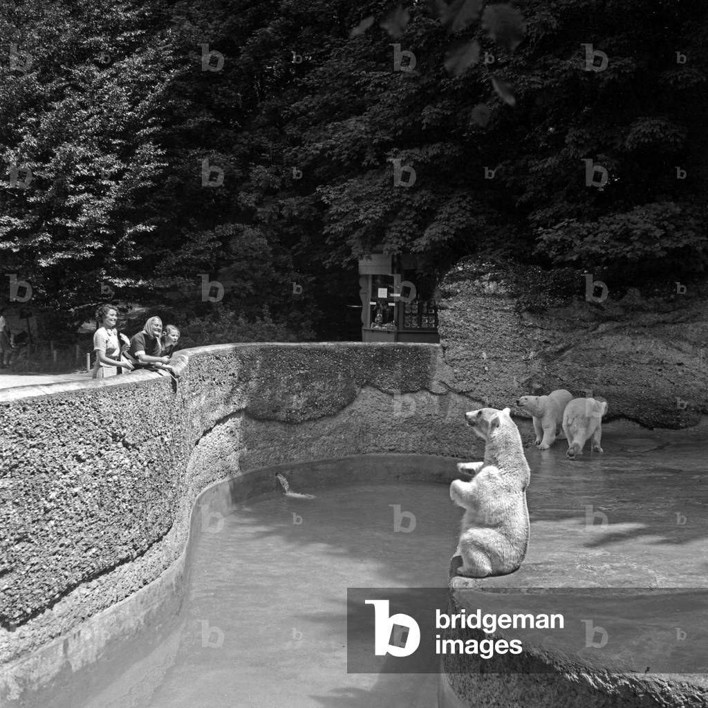 Three young woman visiting a zoological garden and see the polar bear's compound, Germany 1930s (b/w photo)