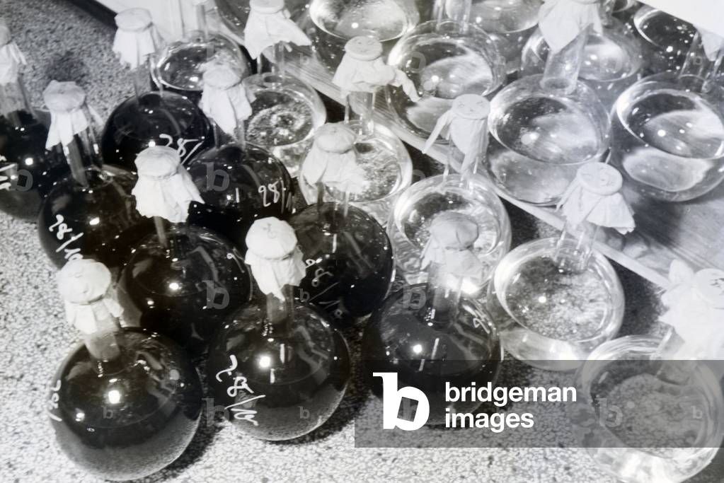 Bottled and labeled medicine samples in glass flasks in the laboratory of the Behringwerke, Marburg, Germany 1930s (b/w photo)