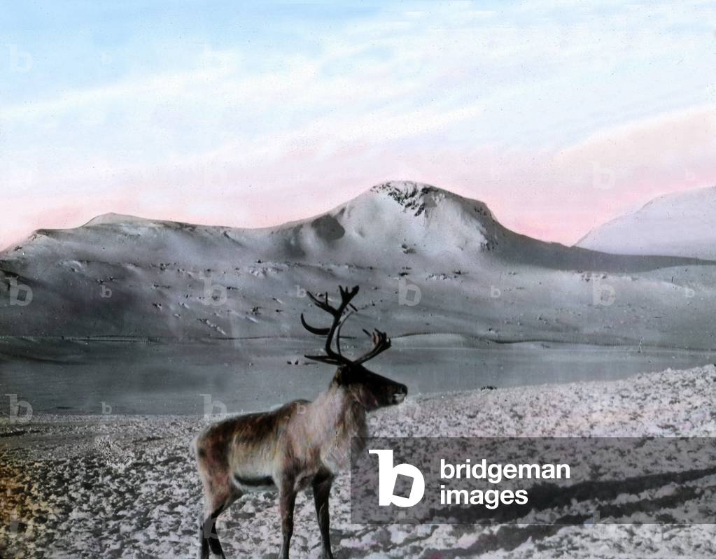 Un renne dans son habitat naturel, Norvege - Norway, a reindeer in its habitat, image date: circa 1920. Carl Simon Archive