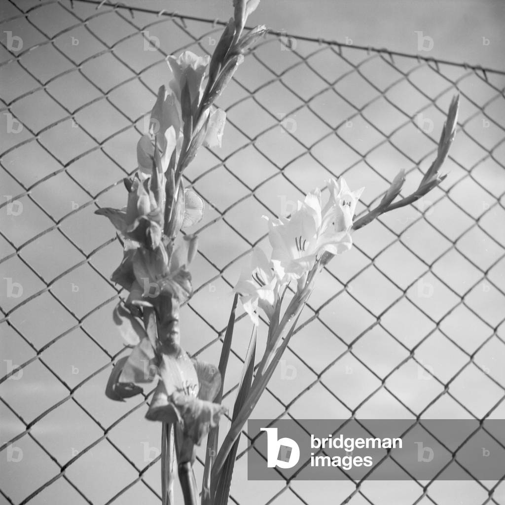 A flower on a mesh wire fence, Germany 1930s (b/w photo)