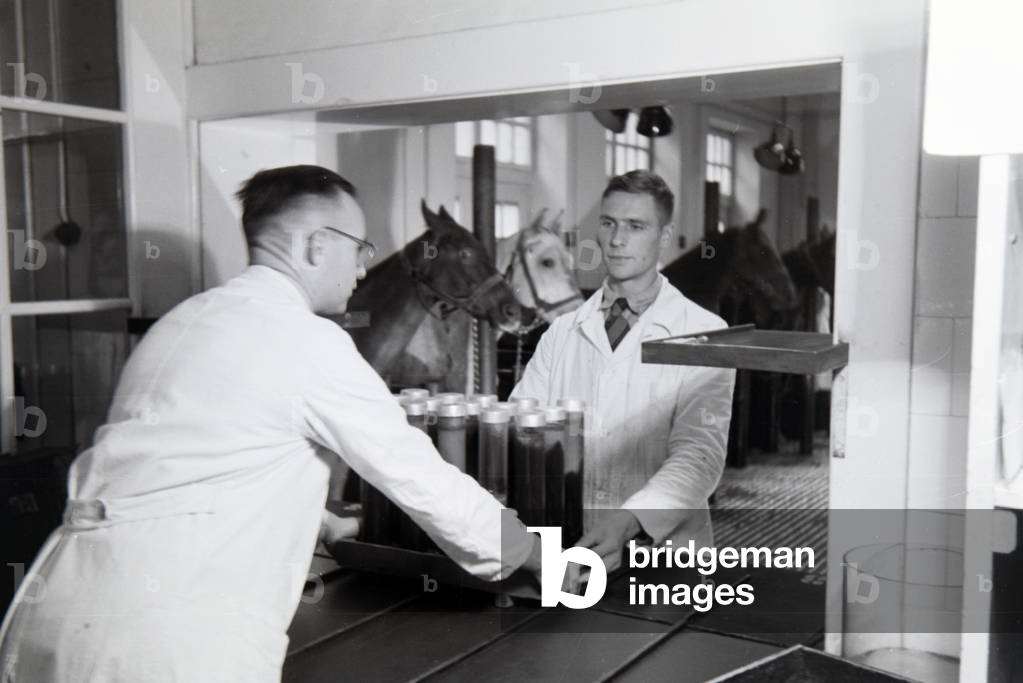 Employees of the Behringwerke with blood samples of the serum horses held in the factory for the isolation of antibodies against diseases like tetanus and diphtheria, Marburg, Germany 1930s (b/w photo)