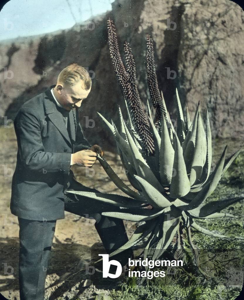 In Insulinde/Malay Archipelago