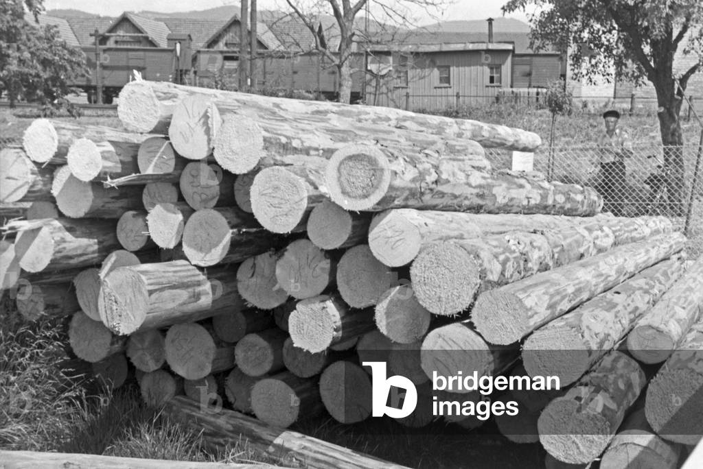 Wood piles at the factory building of the basket factory, producing the baskets for the strawberry harvest at Buehl, Germany 1930s (b/w photo)