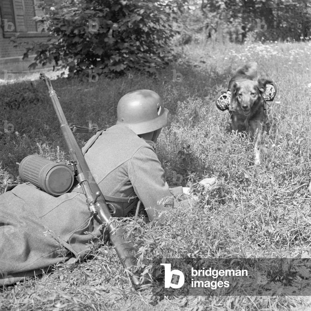 The dog which brings the carrier pigeon to the frontline, is received by a soldier, Germany 1940s (b/w photo)