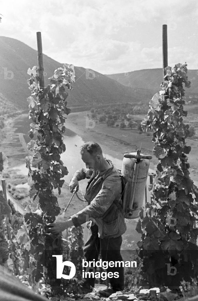 Winegrower at work in hnis vineyard near Beilstein, Germany 1930s (b/w photo)