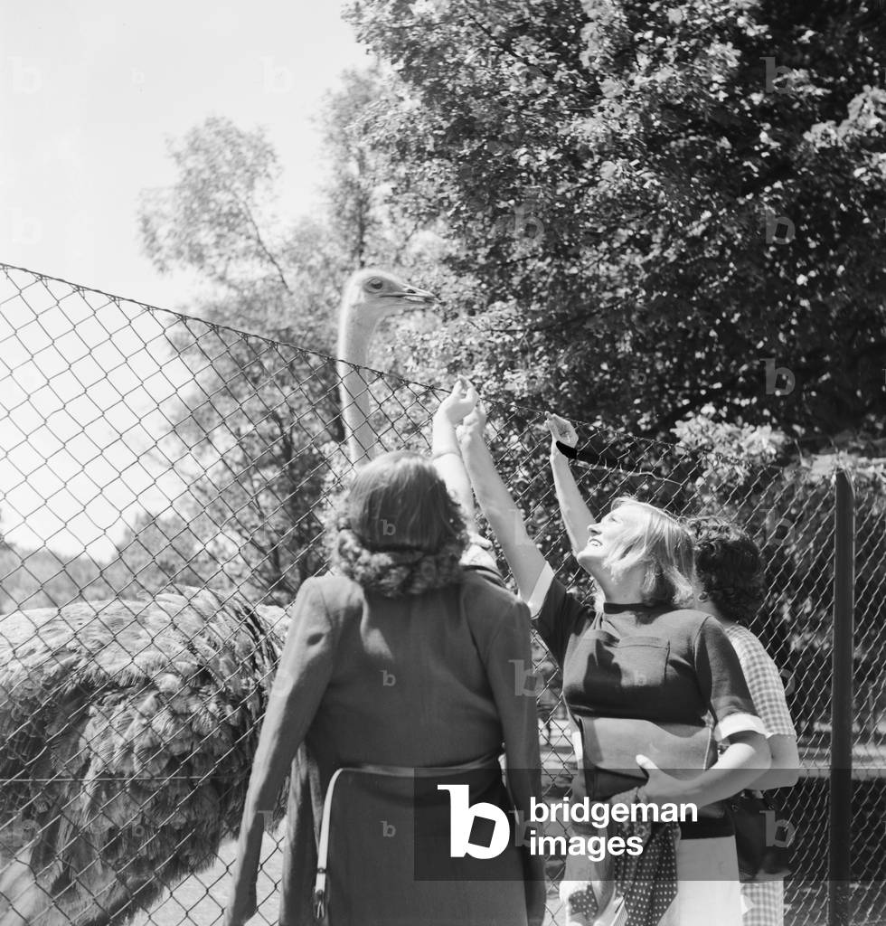 Three young women at the ostrich compound at Wilhelm zoological garden in Stuttgart, Germany 1930s (b/w photo)