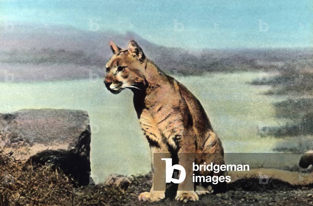 At the big cats' cage