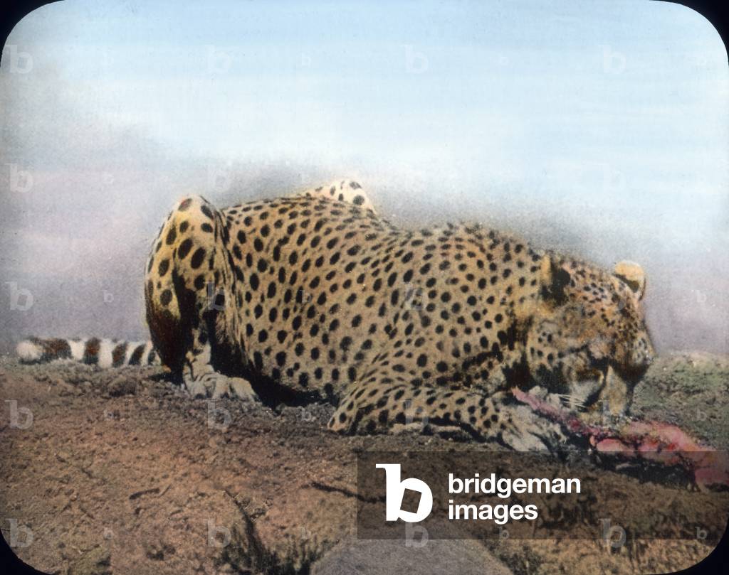 At the big cats' cage