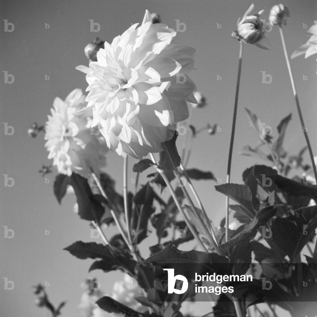 Flowers at a public garden in Munich, Germany 1930s (b/w photo)