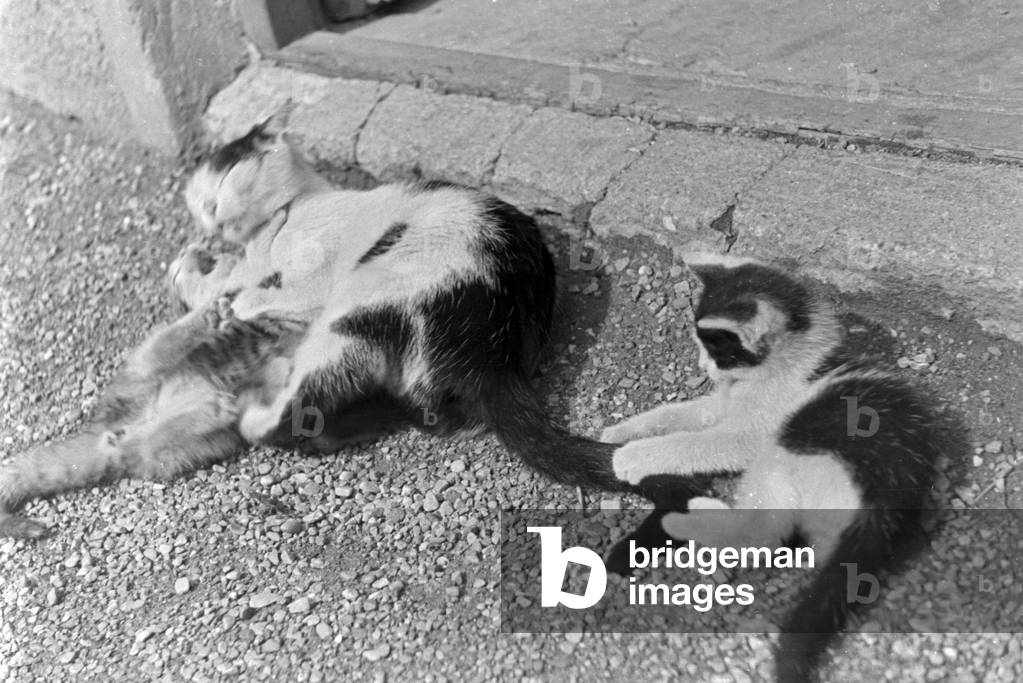 Cats playing with each other, Germany 1930s (b/w photo)