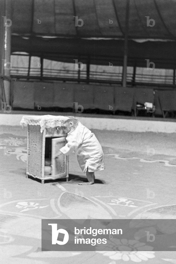 A monkey in the circus ring in a circus in Karlsbad, Germany 1930s (b/w photo)
