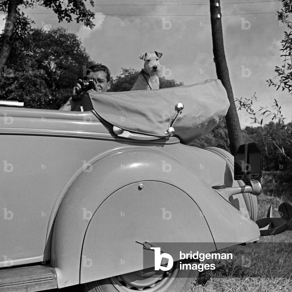 A man taking pictures out of a Ford V8 convertible, with his dog on the backseat, Germany 1930s (b/w photo)