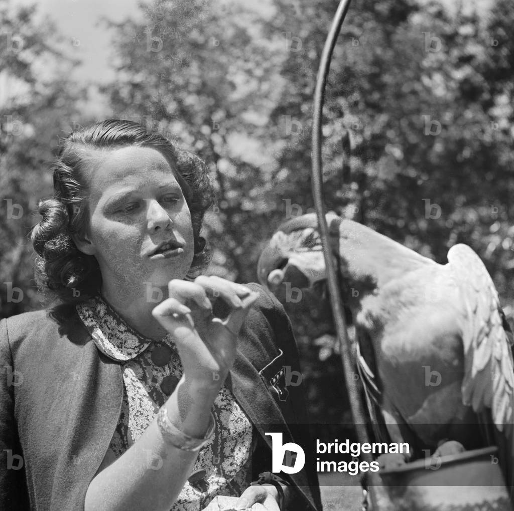 A young woman with a parrot at Wilhelma zoological garden in Stuttgart, Germany 1930s (b/w photo)