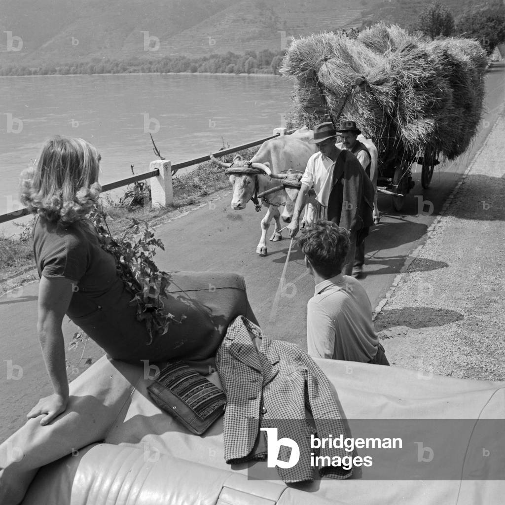 A farmer with his oxen carriage, Austria 1930s (b/w photo)