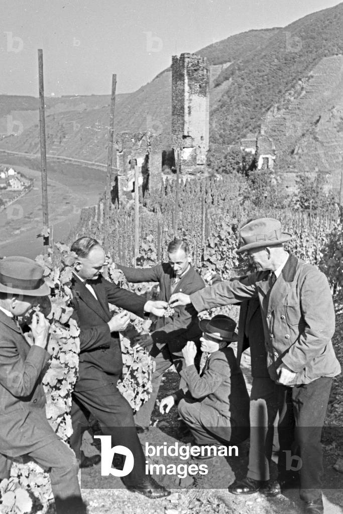 Winegrower at work in hnis vineyard near Beilstein, Germany 1930s (b/w photo)