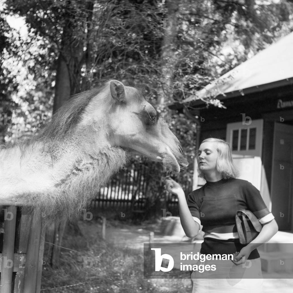 A woman at the camel compoudn at Wilhelma zoological garden in Stuttgart, Germany 1930s (b/w photo)