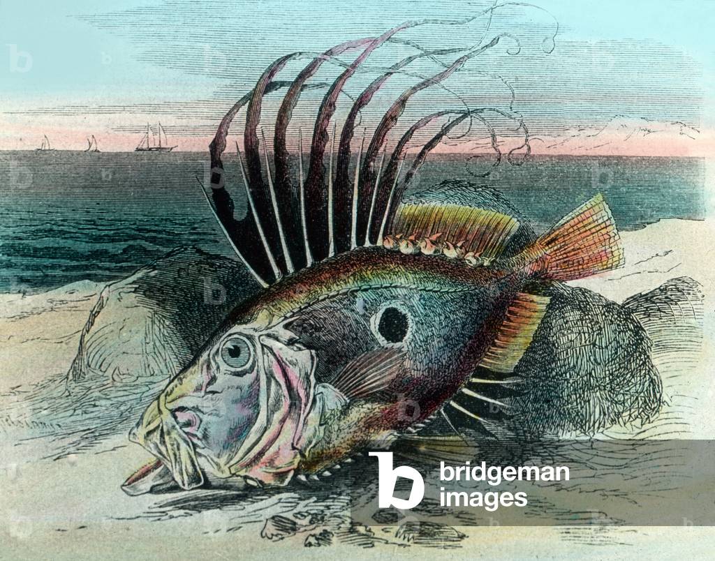 Illustration of a John dory fish (Zeus faber), 1920s