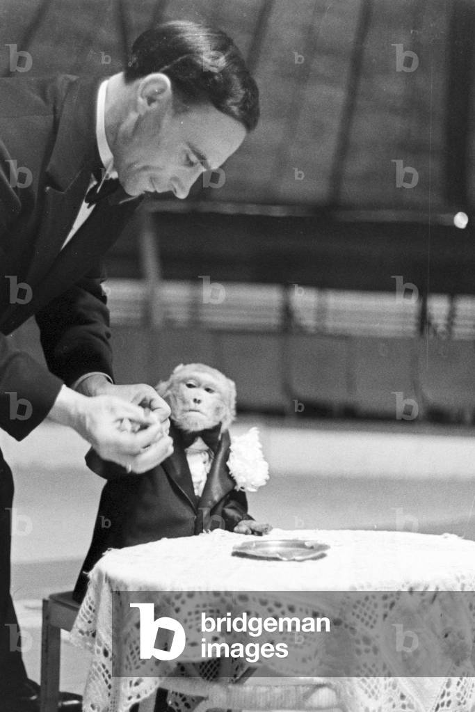 A monkey in the circus ring in a circus in Karlsbad, Germany 1930s (b/w photo)