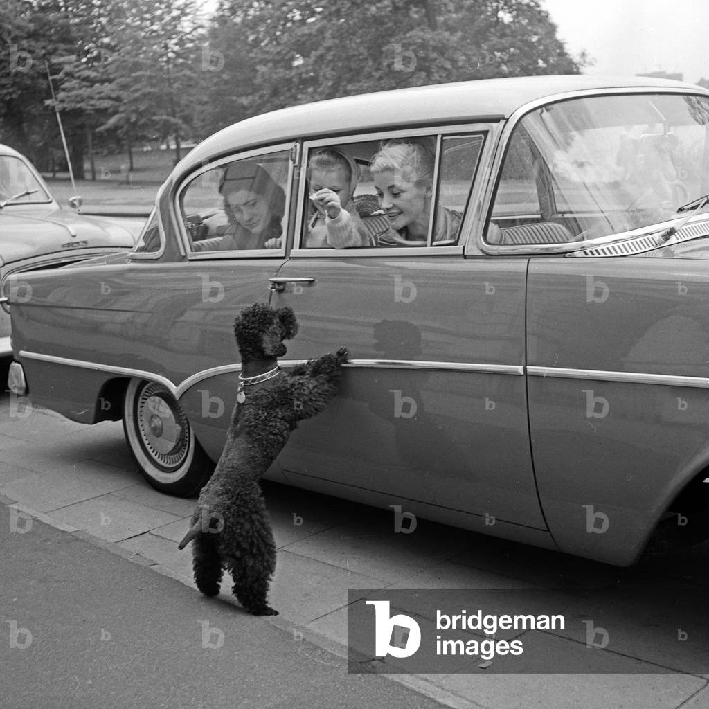 A poodle at the car of German actress Gisela Uhlen and her daughters Susanne and Barbara Bertram after returning from East Berlin to Western Germany at Hamburg, 1960s
