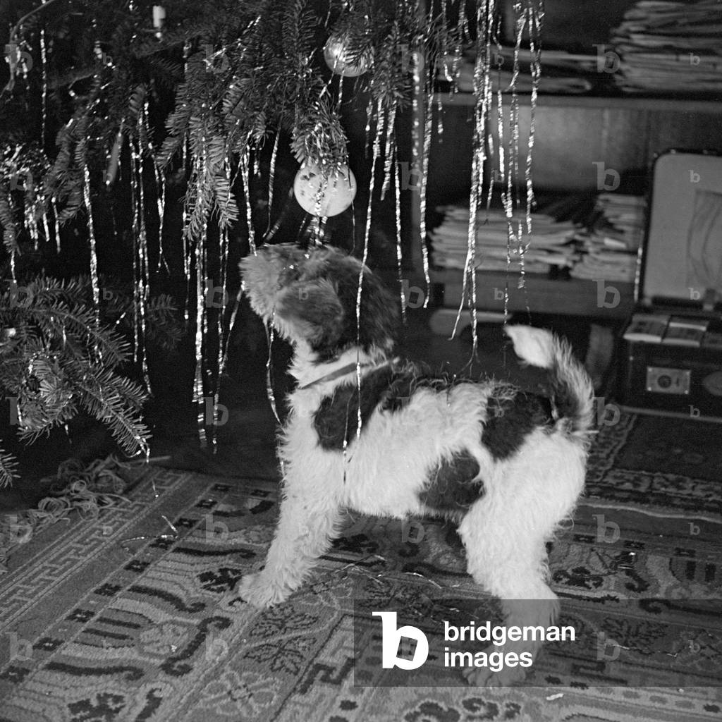 A little puppy playing with a christmas bauble, Germany 1930s (b/w photo)