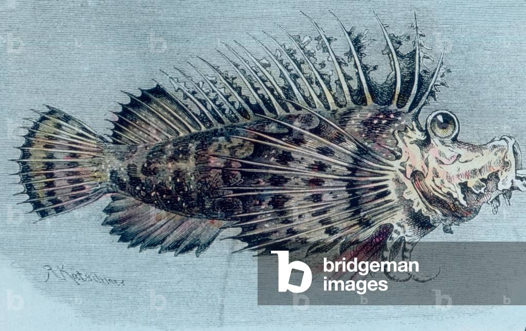 Illustration of a crest fish (Lophotidae)), 1920s