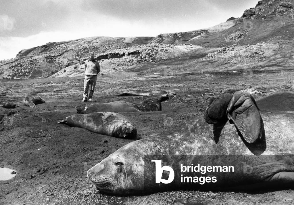 THE LIVING PLANET, FROZEN WORLD: David Attenborough with sealions (b/w photo)