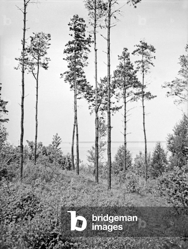 In the forest near Korschenruh at Vistula Lagoon, East Prussia 1930s (b/w photo)