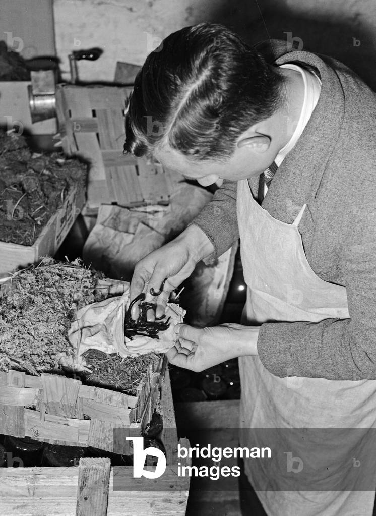 Impression of the daily business of a leech store at Berlin, Germany 1930s (b/w photo)