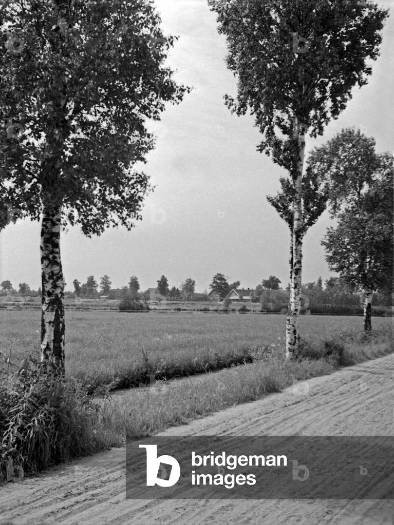 Way to the landscape Großes Moosbruch moorland, 1930s (b/w photo)