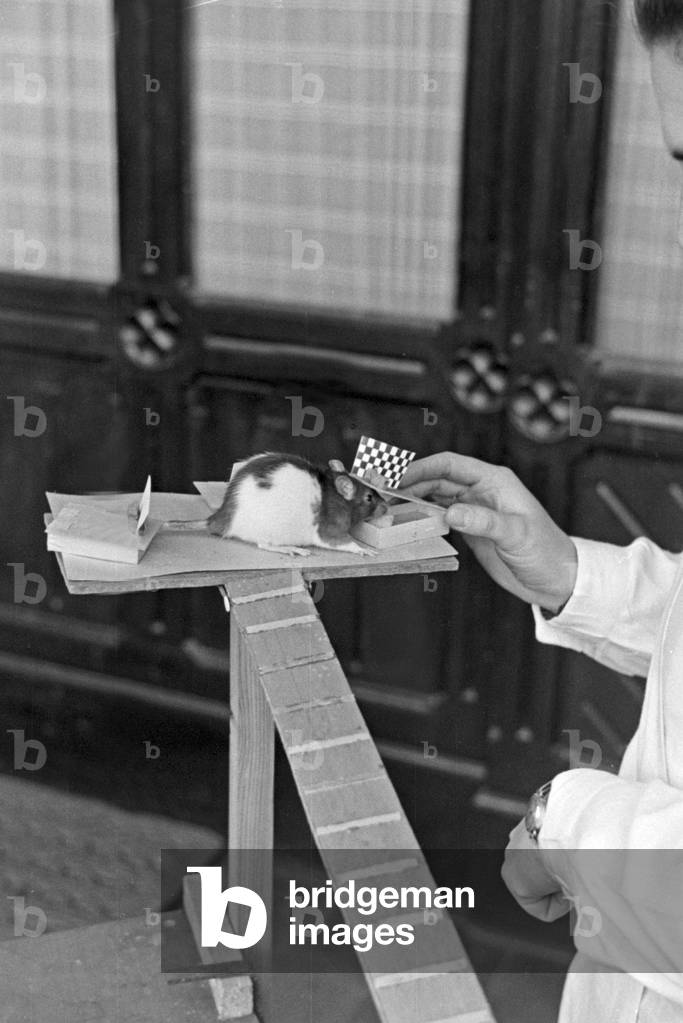 A rat finds its reward in an animal experiment at the insitute for animal psychology of Wilhelms university at Muenster, Germany 1930s (b/w photo)