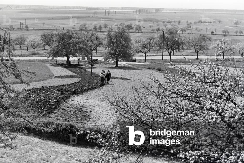 A rhenish farmer working, Germany 1930s (b/w photo)