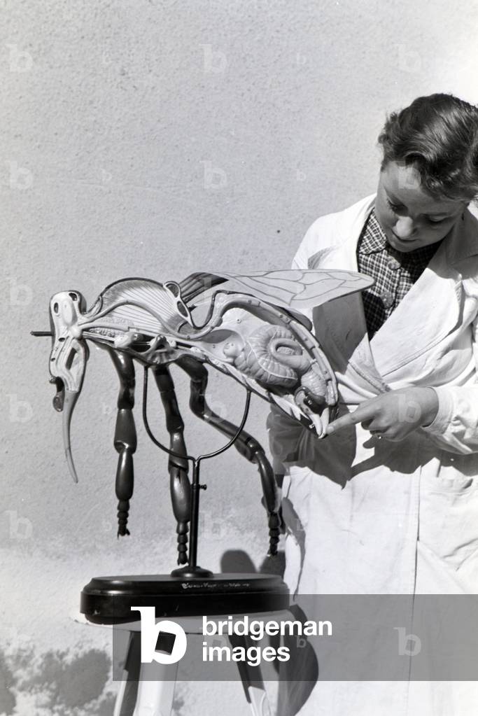 A lab assistant explaiing the frame und bodily functions of a bee with the aid of a plastic model, germany 1930s (b/w photo)