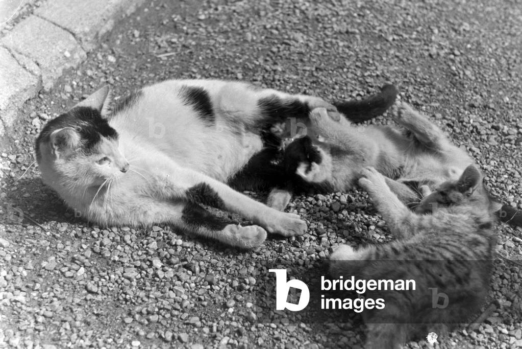 Cats you see on vacation, Germany 1930s (b/w photo)