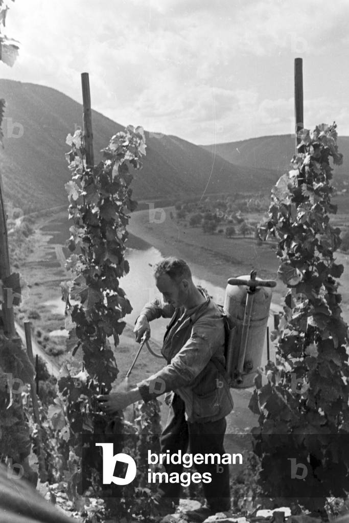 Winegrower at work in hnis vineyard near Beilstein, Germany 1930s (b/w photo)