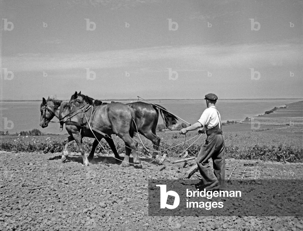 Ploughing farmer at Vistula Lagoon, East Prussia, 1930s (b/w photo)
