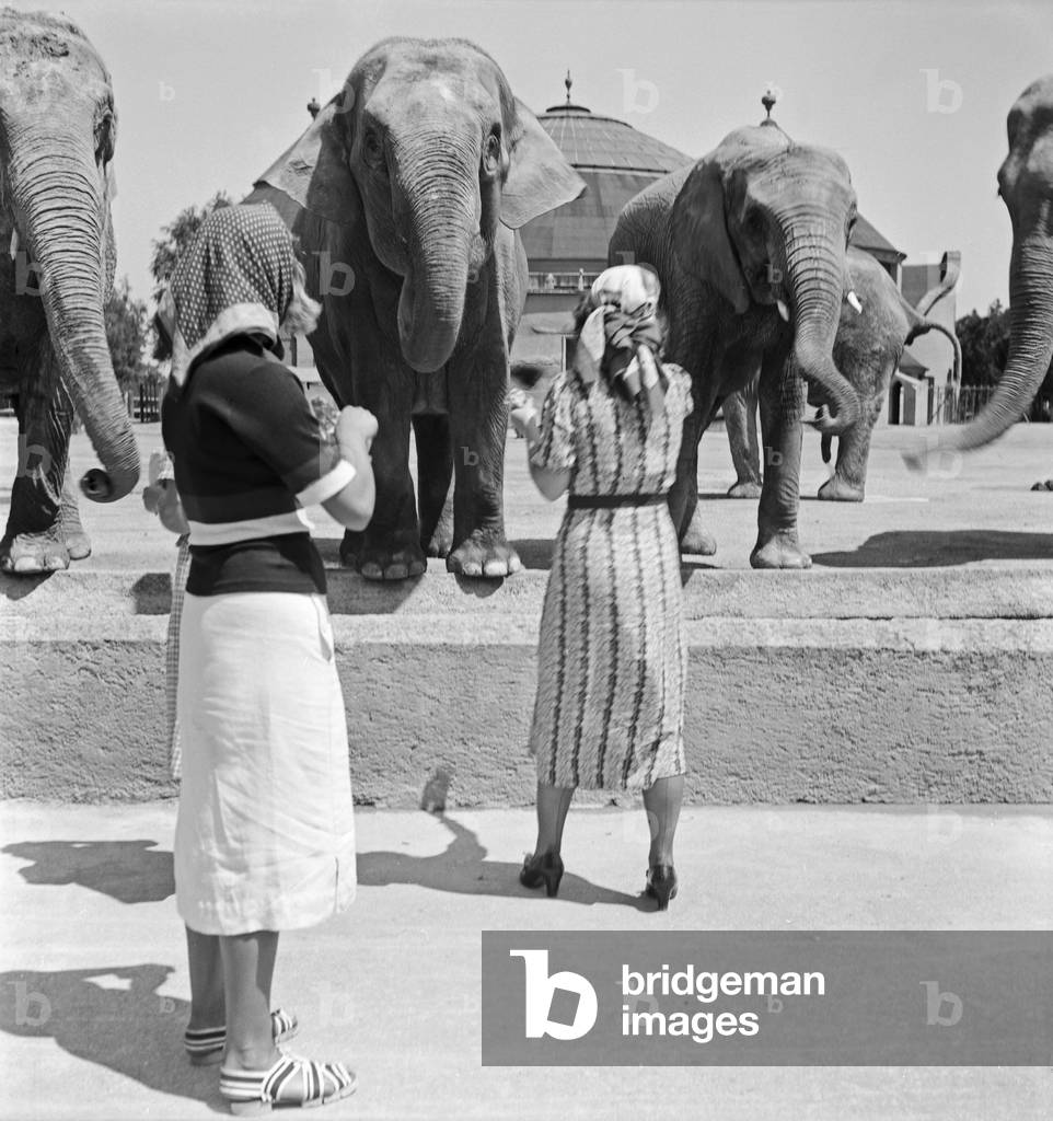 Three young women at the elephant compound at Wilhelma zoological garden in Stuttgart, Germany 1930s (b/w photo)