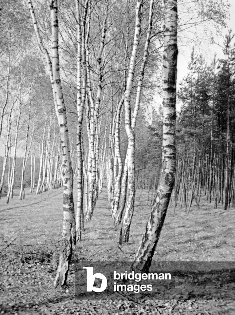 An alley of birch trees, East Prussia, 1930s (b/w photo)