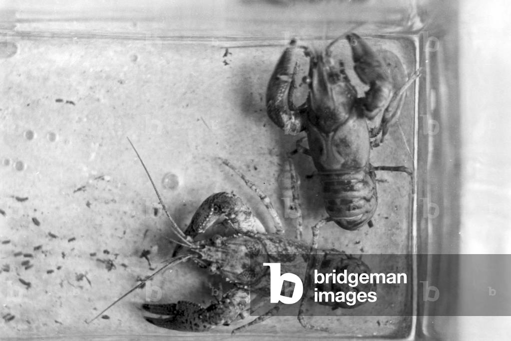 Lobsters in their bassin at the Reichsanstalt fuer Fischerei in Berlin, Germany 1930s (b/w photo)