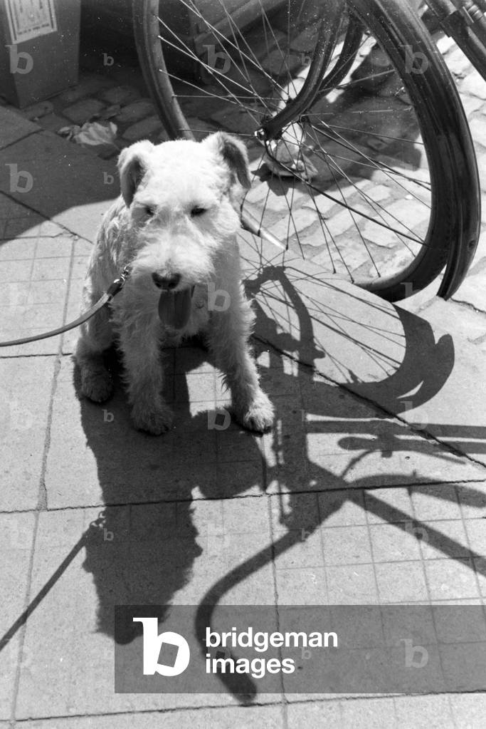 A trip to Würzburg, Germany 1930s (b/w photo)