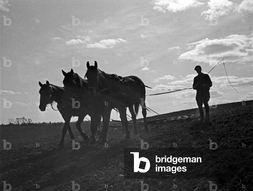 A farmer and his farm horses working n their field, East Prussia, 1930s (b/w photo)