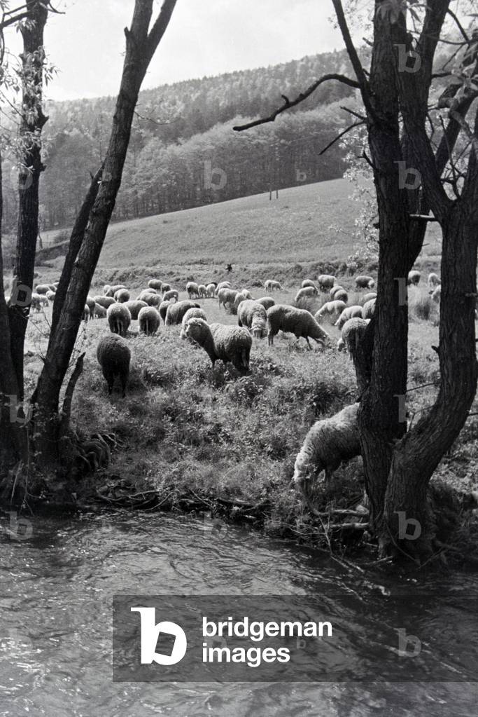 An excursion to the Forest of Odes, Germany 1930s (b/w photo)