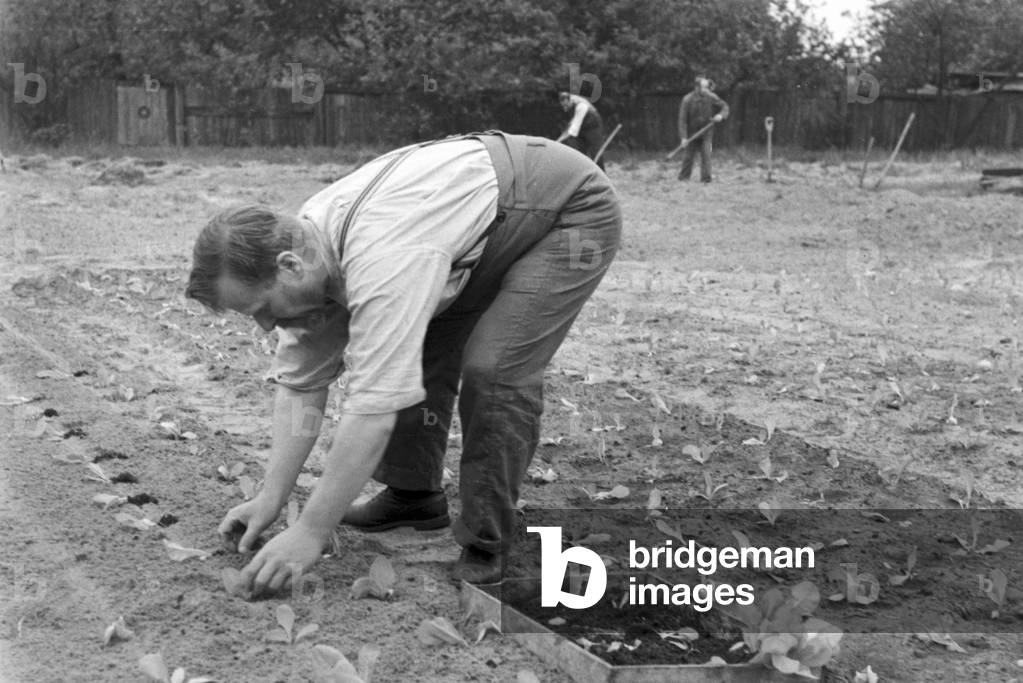 Scenes from everyday life of a agricultural firm, Germany 1930s (b/w photo)