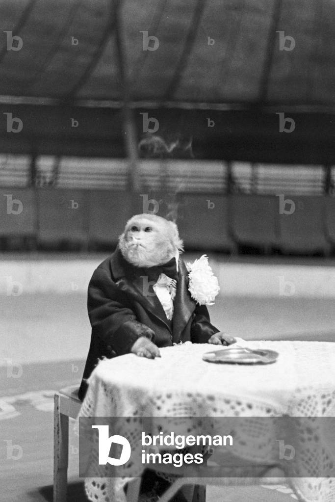 A monkey in the circus ring in a circus in Karlsbad, Germany 1930s (b/w photo)