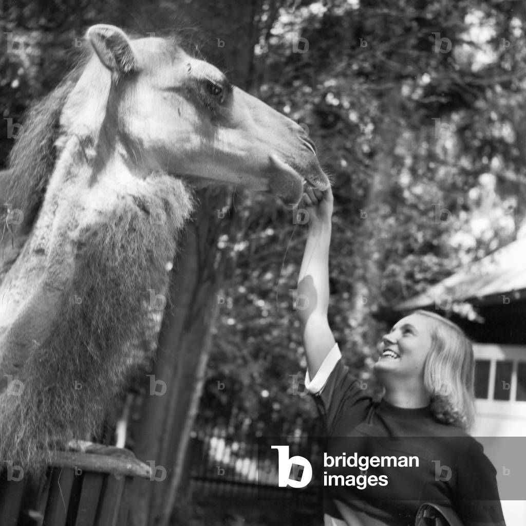 A woman at the camel compoudn at Wilhelma zoological garden in Stuttgart, Germany 1930s (b/w photo)
