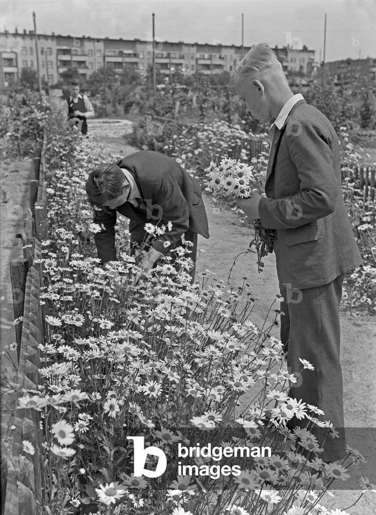 Two boys picking some flowers, Germany 1930s (b/w photo)