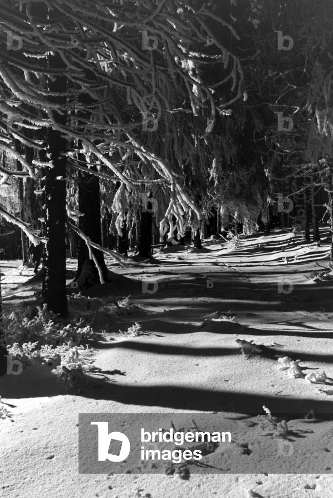 Snowed in woods and forests around Oberhof in Thuringia, Germany 1930s (b/w photo)